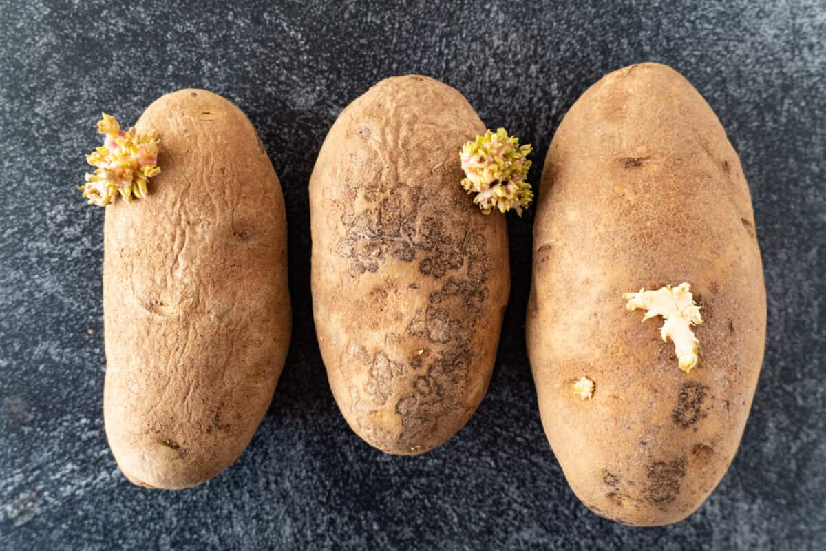 How To Tell If Potatoes Are Bad Spots Green Soft Wrinkled how-to-tell-if-potatoes-are-bad-spots-green-soft-wrinkled