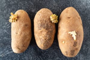 three russet potatoes with sprouts