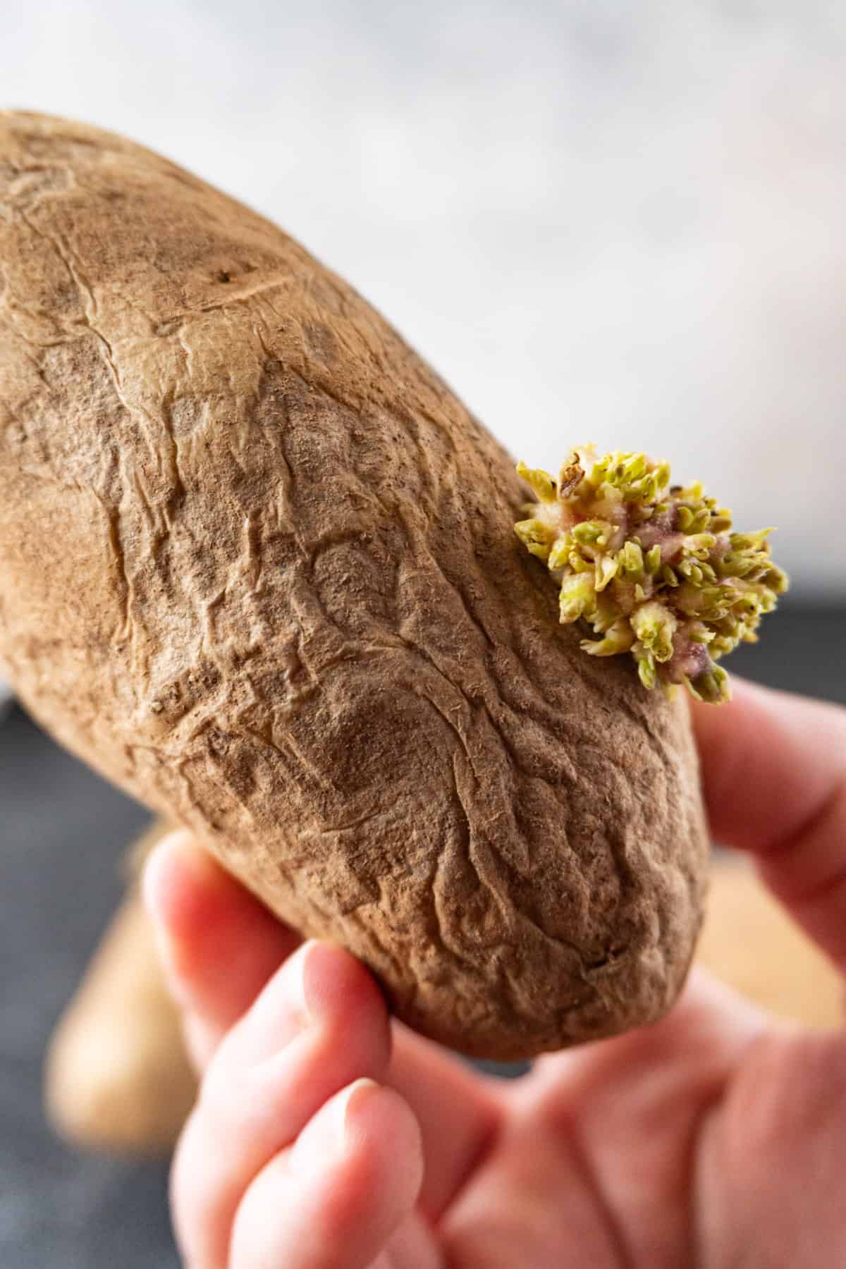 holding a wrinkly sprouted potato