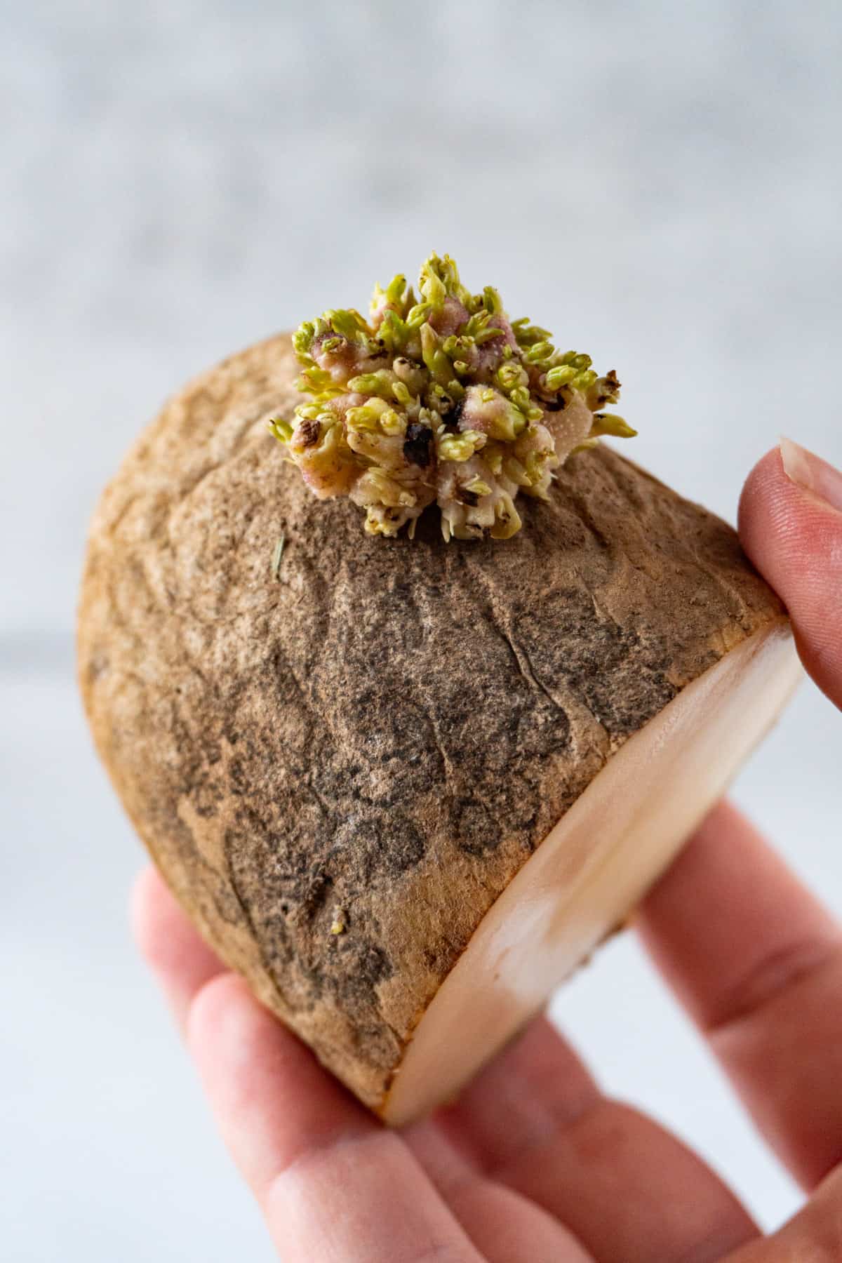 holding half a sprouted potato in hand- 