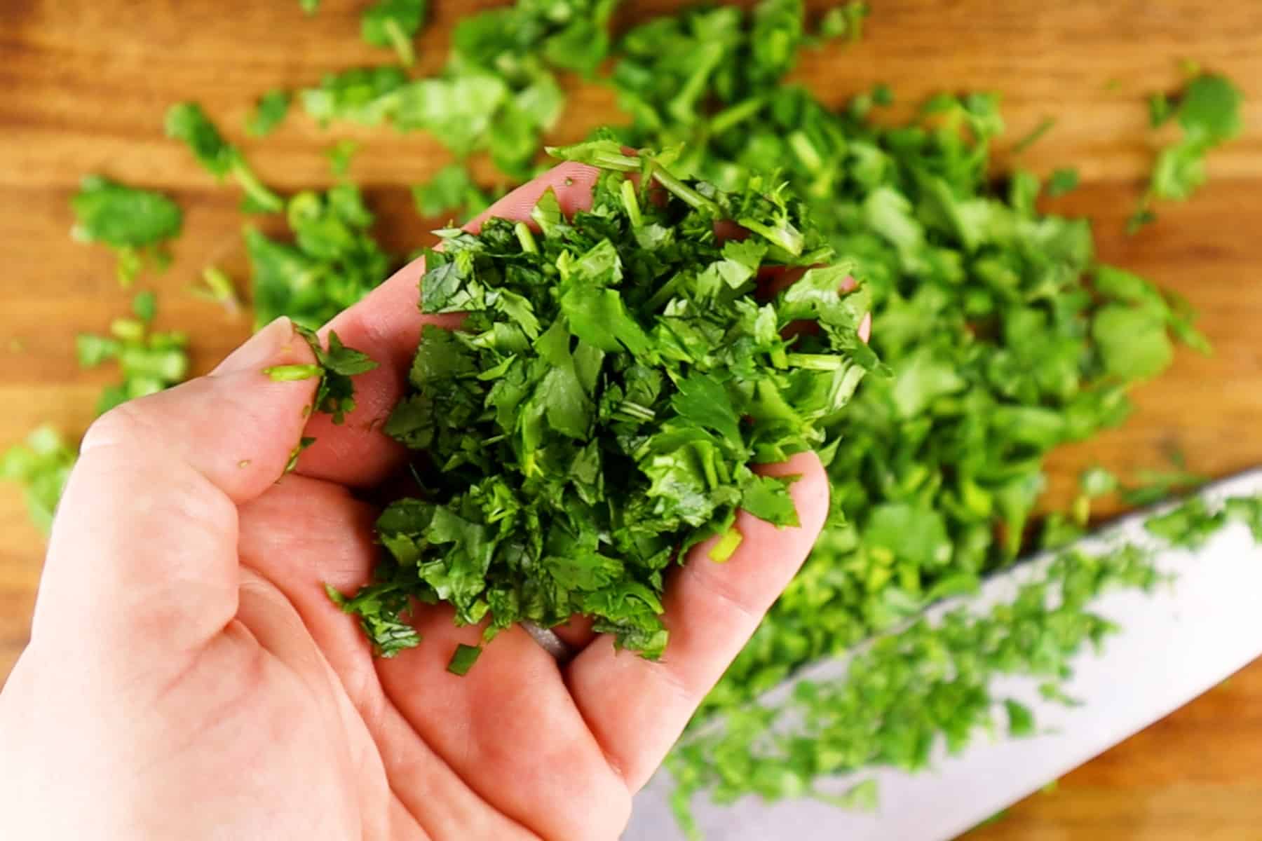 cilantro cuttings in hand