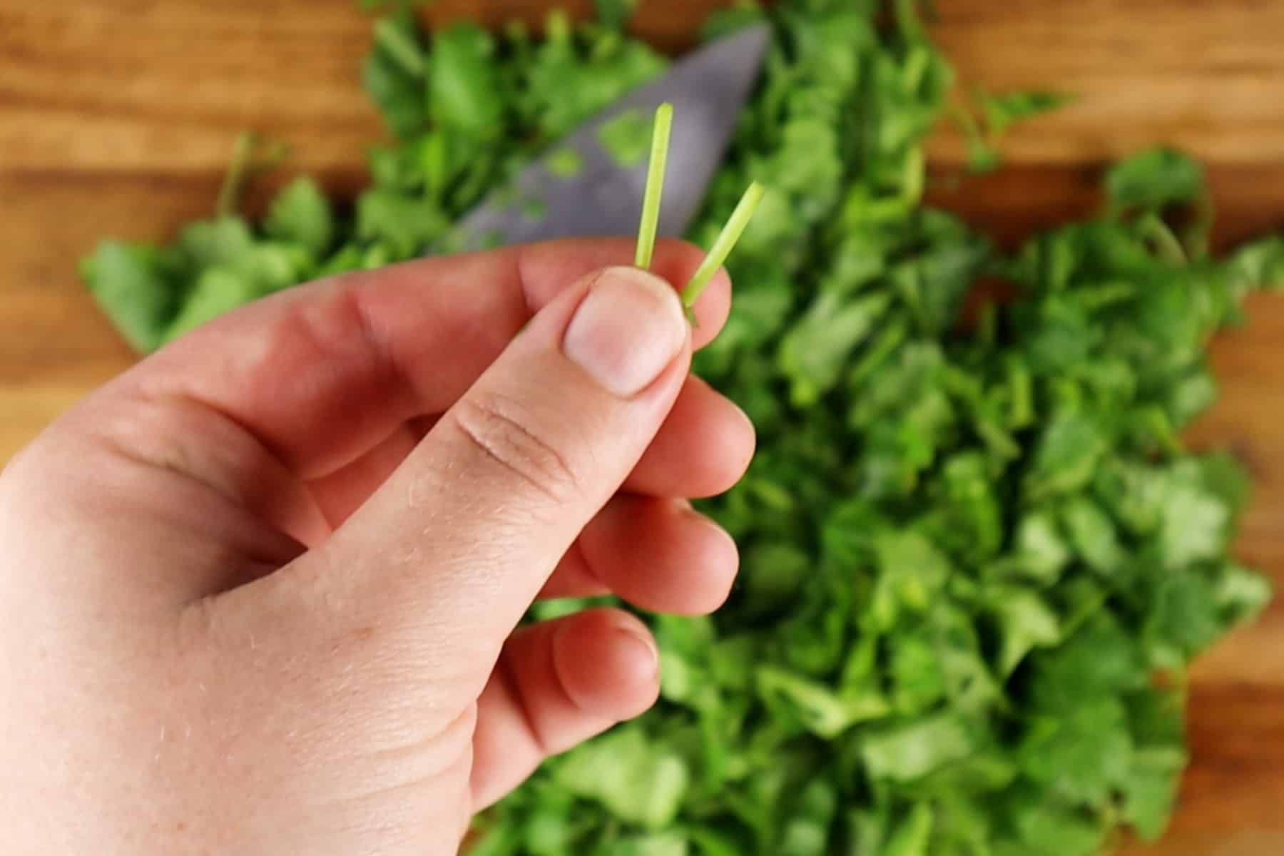 removing stems from cilantro cuttings