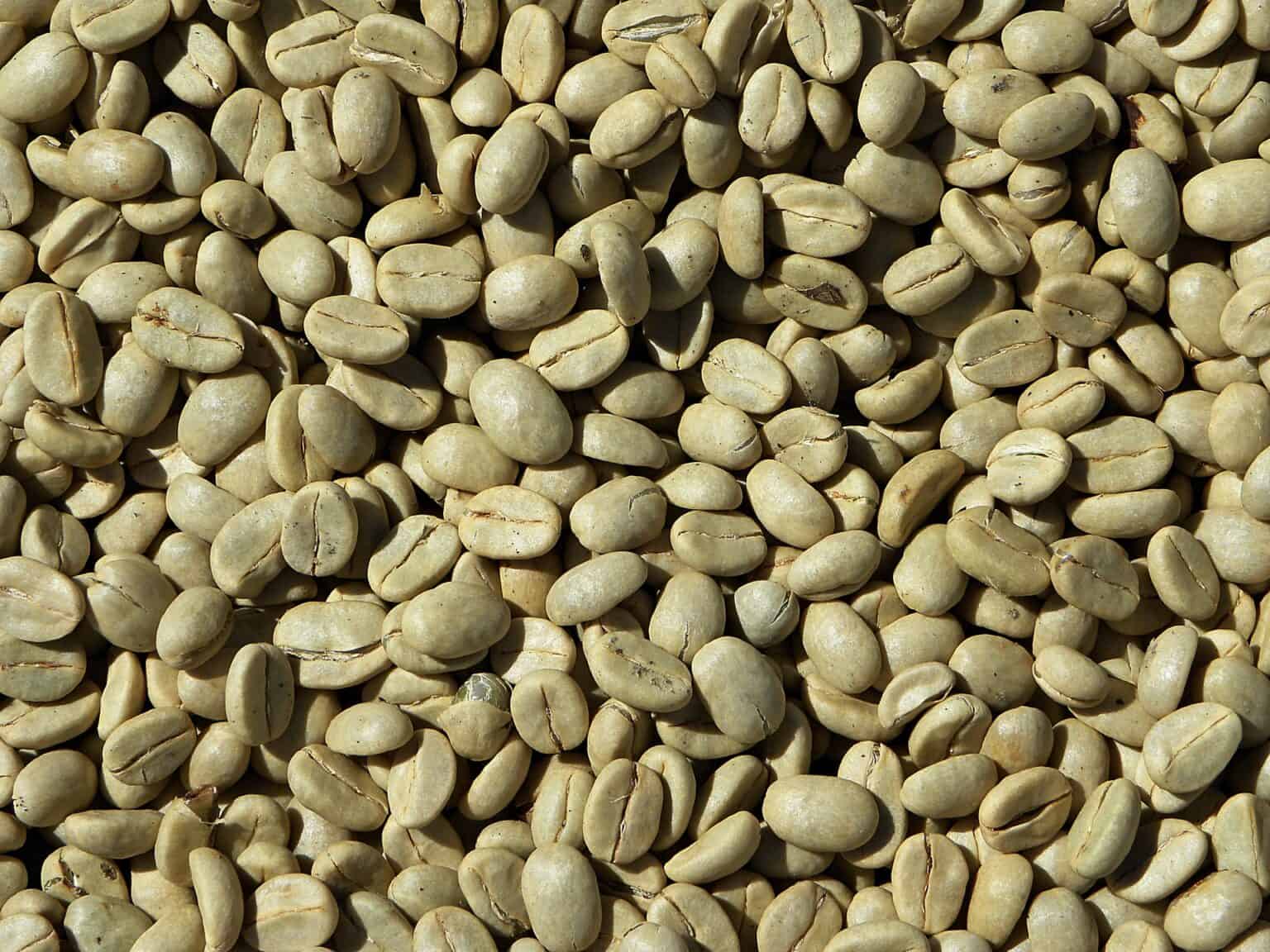 Can you eat coffee beans? Raw, Roasted, or Chocolate Covered