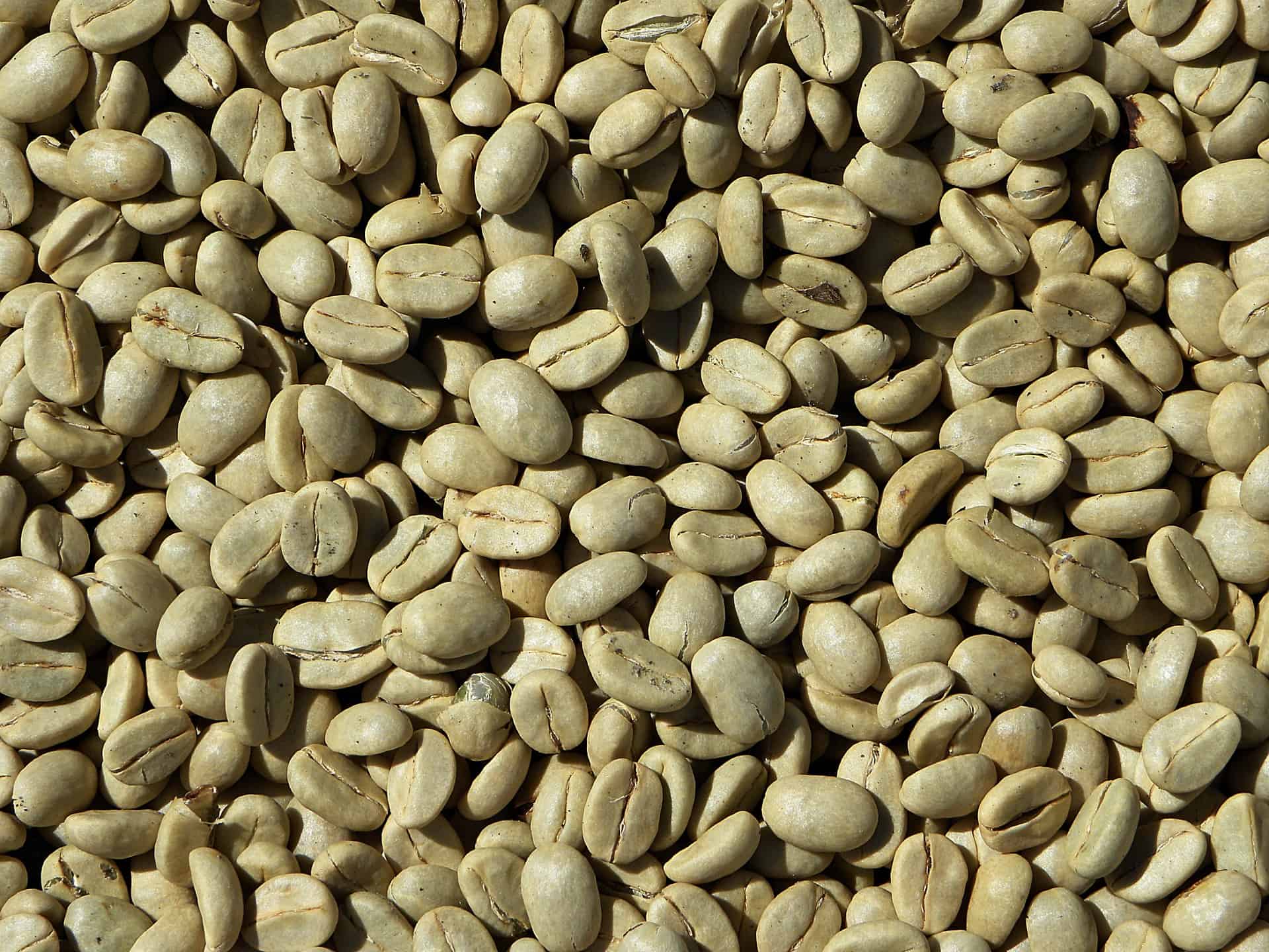 raw coffee beans