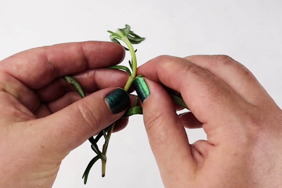 pinching rosemary leaves off of stem