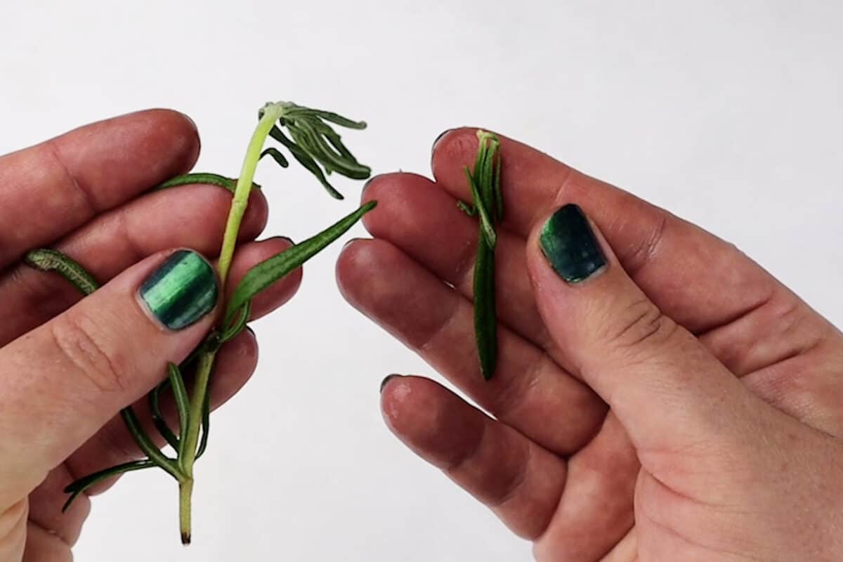 rosemary leaves separated from stem