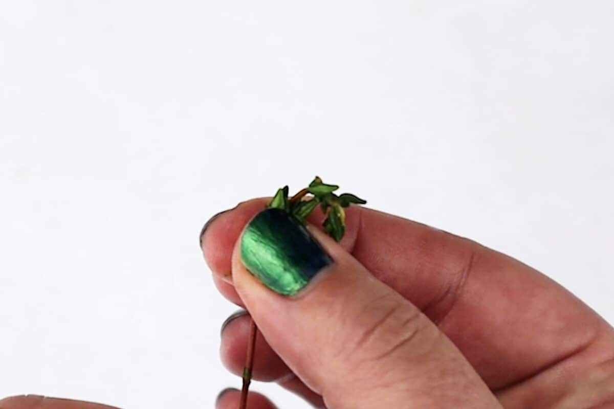 pinching the thyme leaves between thumb and forefinger off of stem
