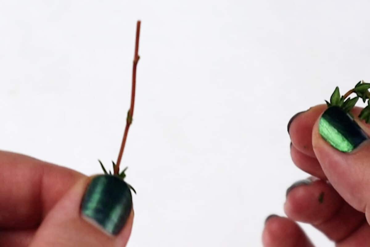 thyme with leaves off of stem