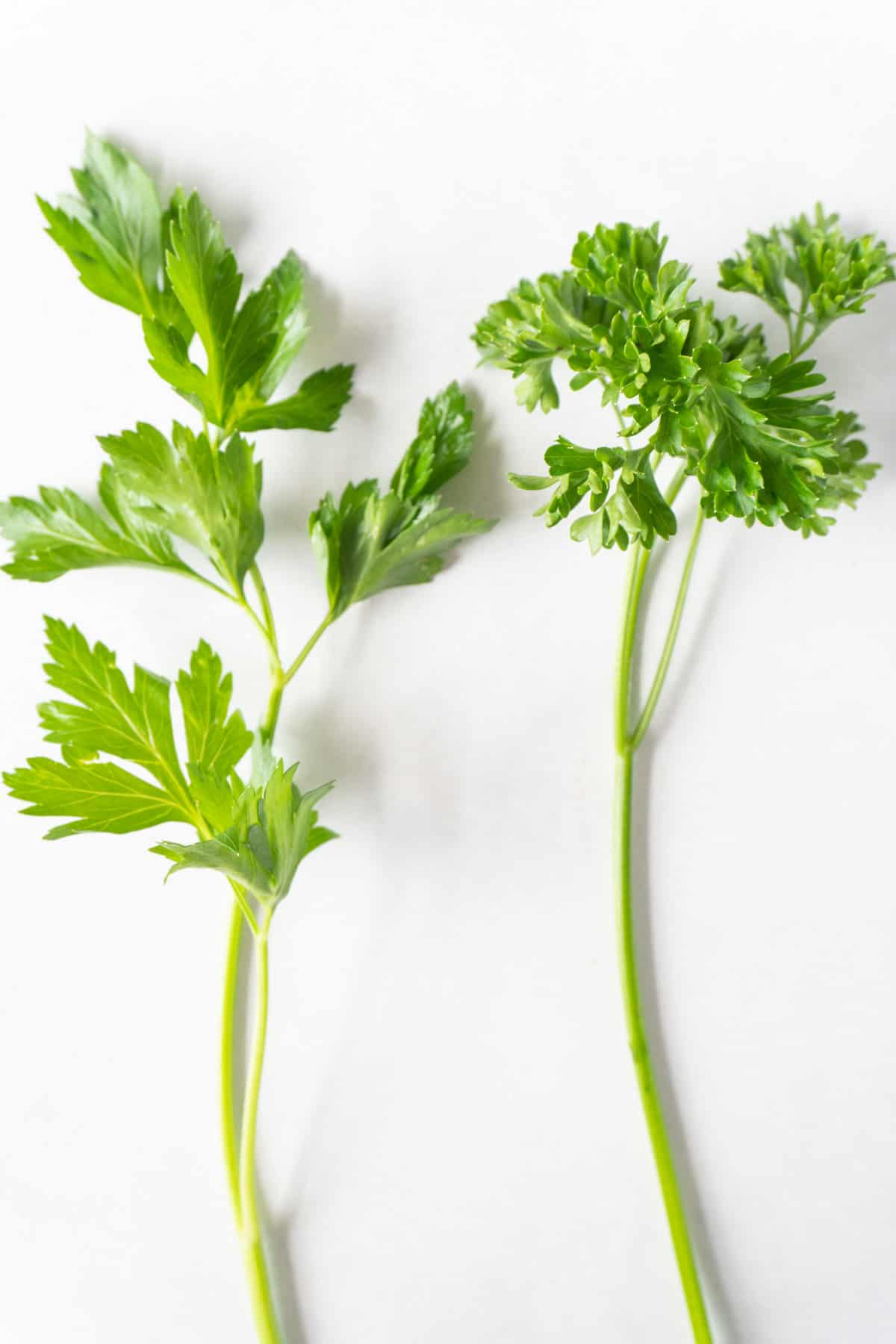 flat leaf vs curly leaf parsley.