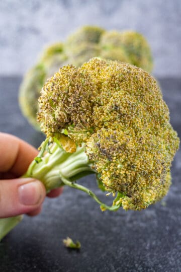 How to Tell if Broccoli is Bad? All the Facts + Example Pictures!