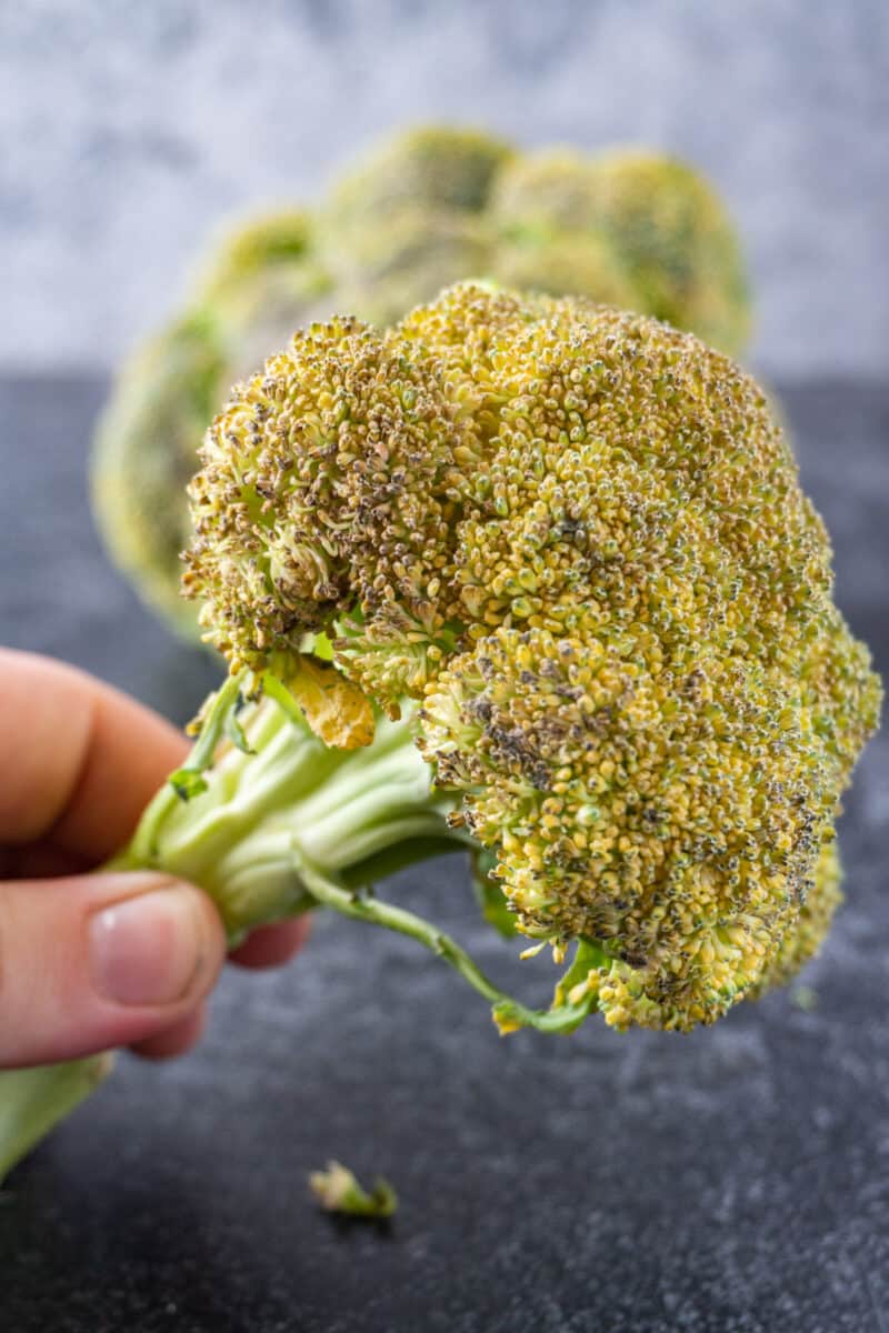 How to Tell if Broccoli is Bad? All the Facts + Example Pictures!