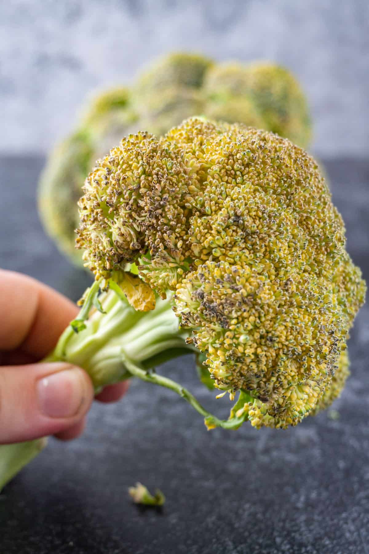 yellowed bad broccoi held in hand