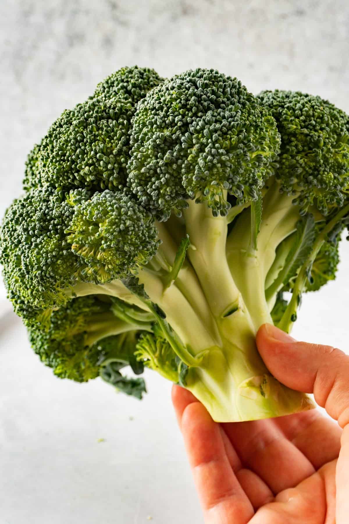 holding a fresh good head of broccoli