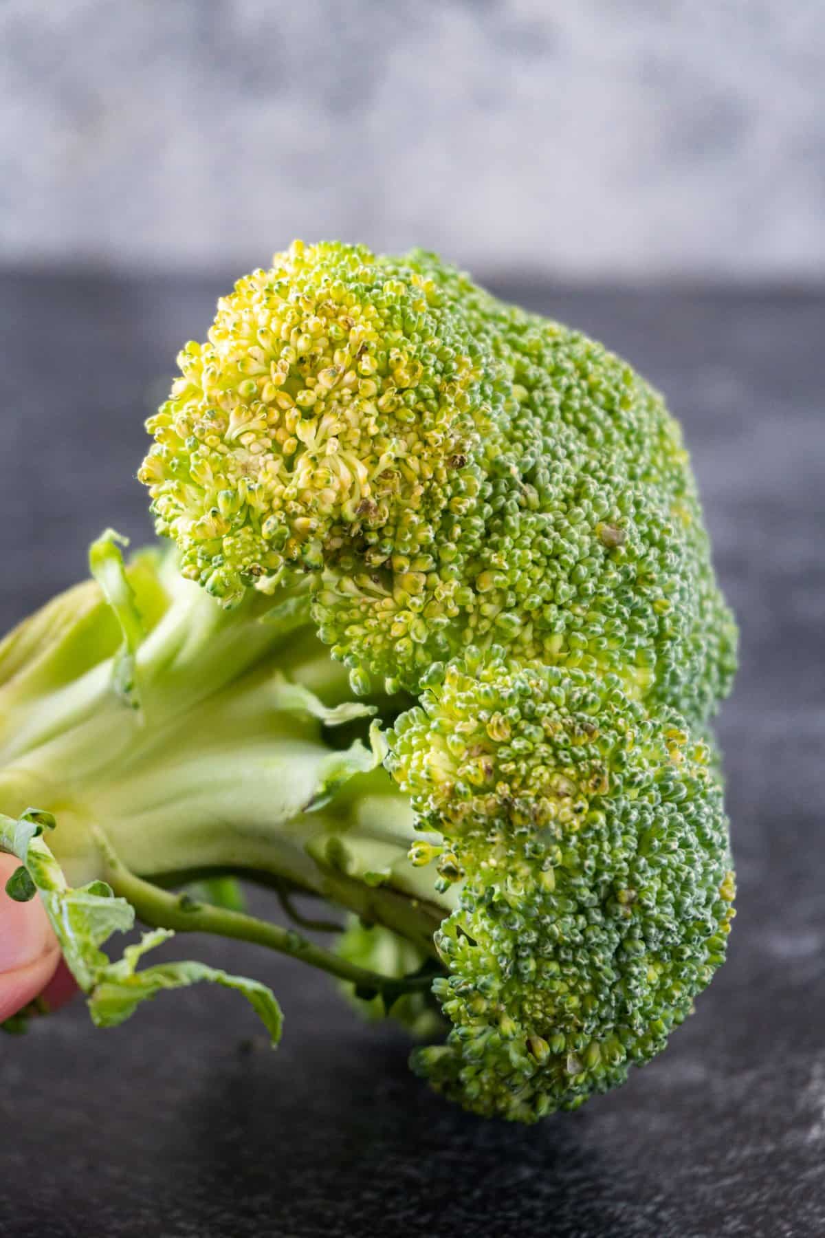 slightly yellow head of broccoli