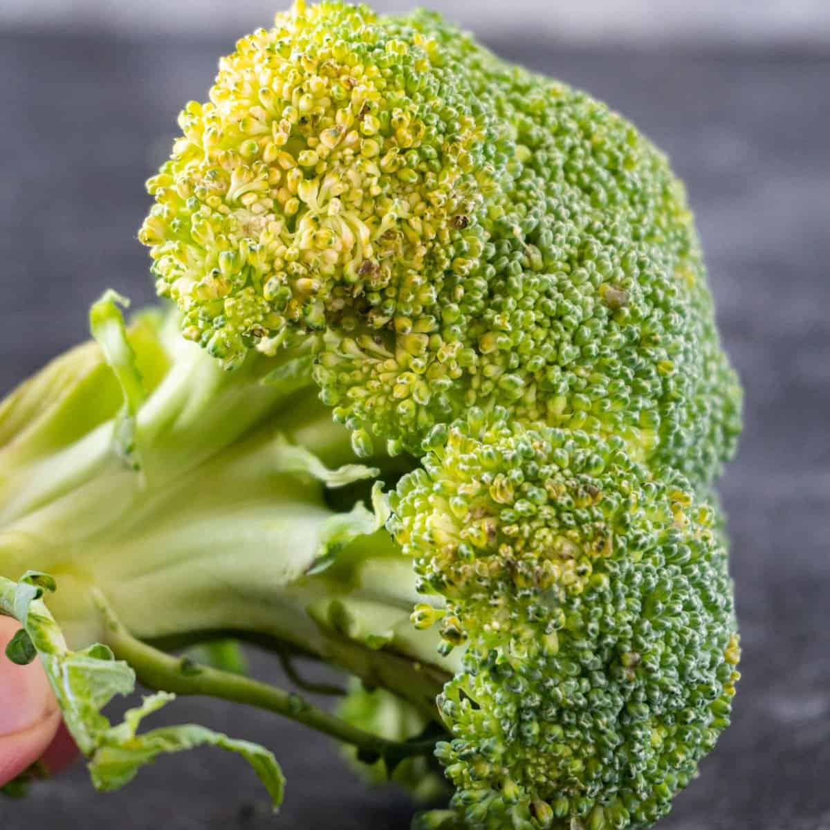 What If Broccoli Turns Brown?  