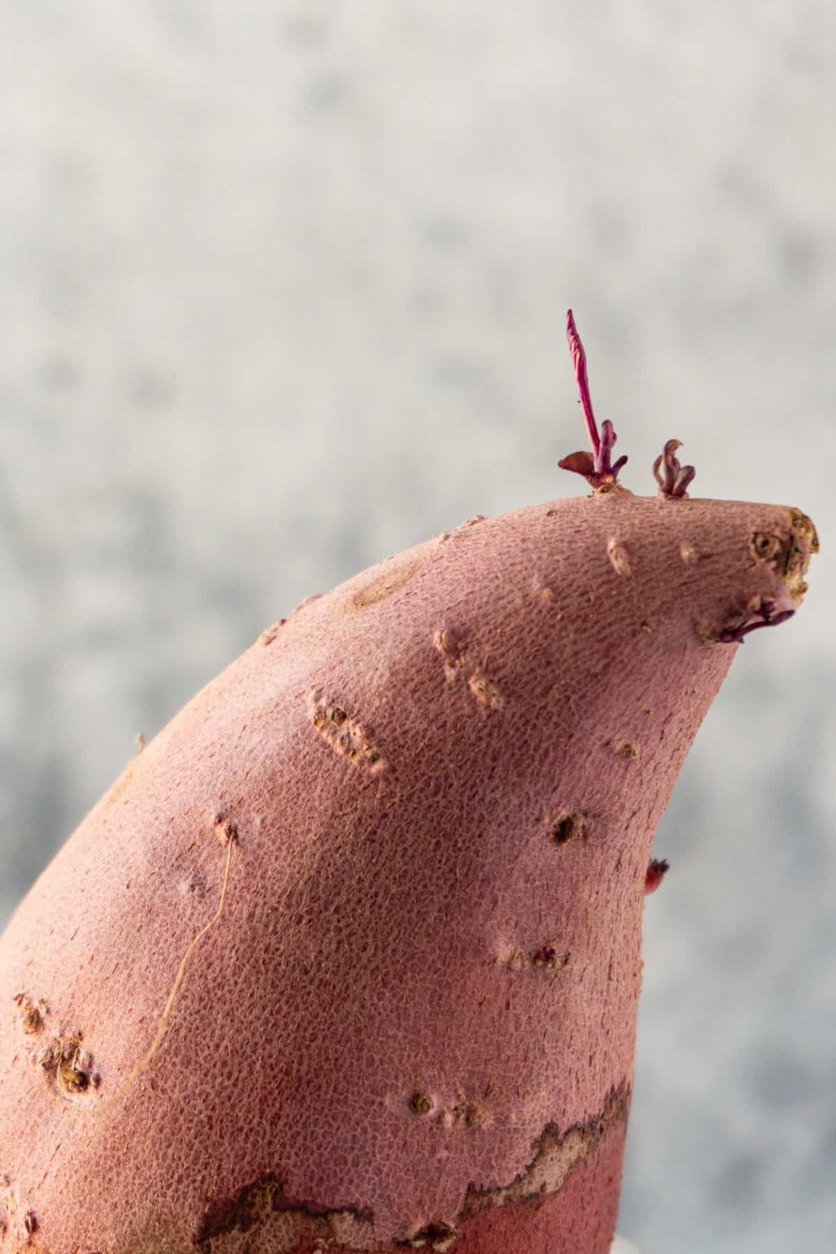 sweet potato leaves