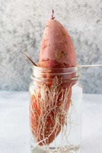 sprouting large sweet potato with toothpicks in jar