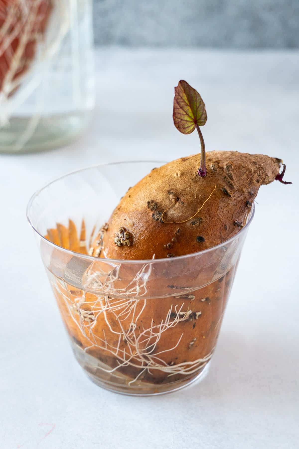 sprouting sweet potato in cup
