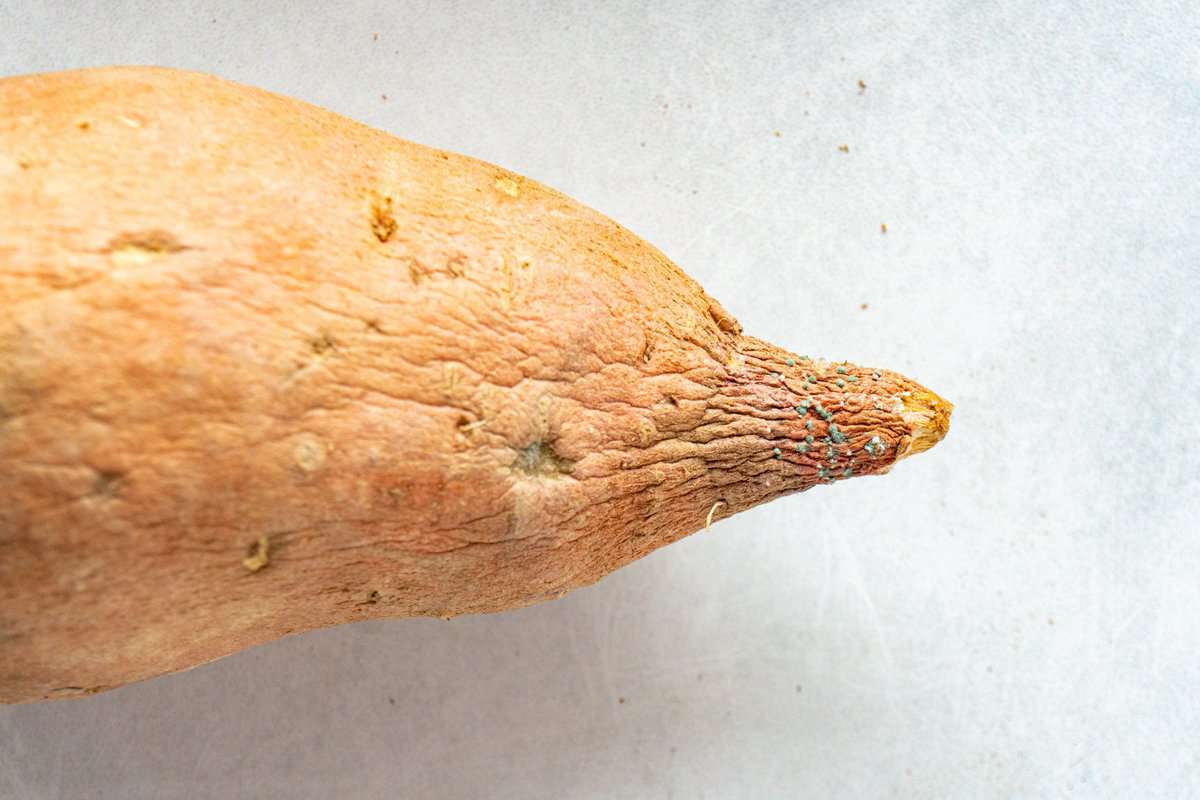 moldy end of sweet potato