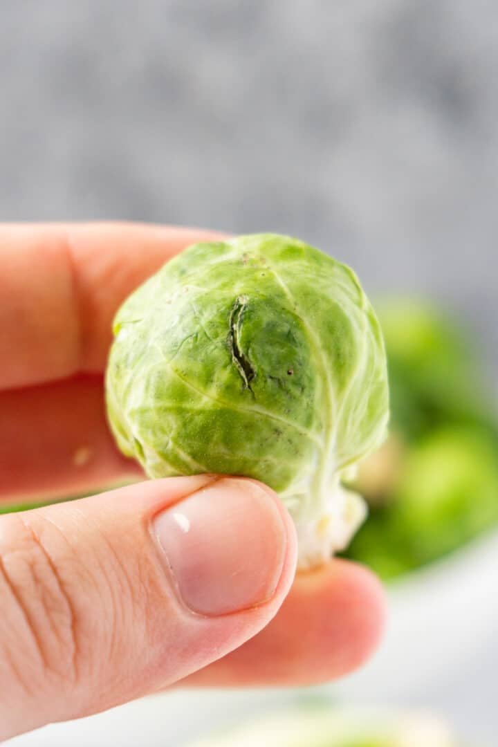 How to tell if Brussel Sprouts are bad? Example Pics & All the Tips!