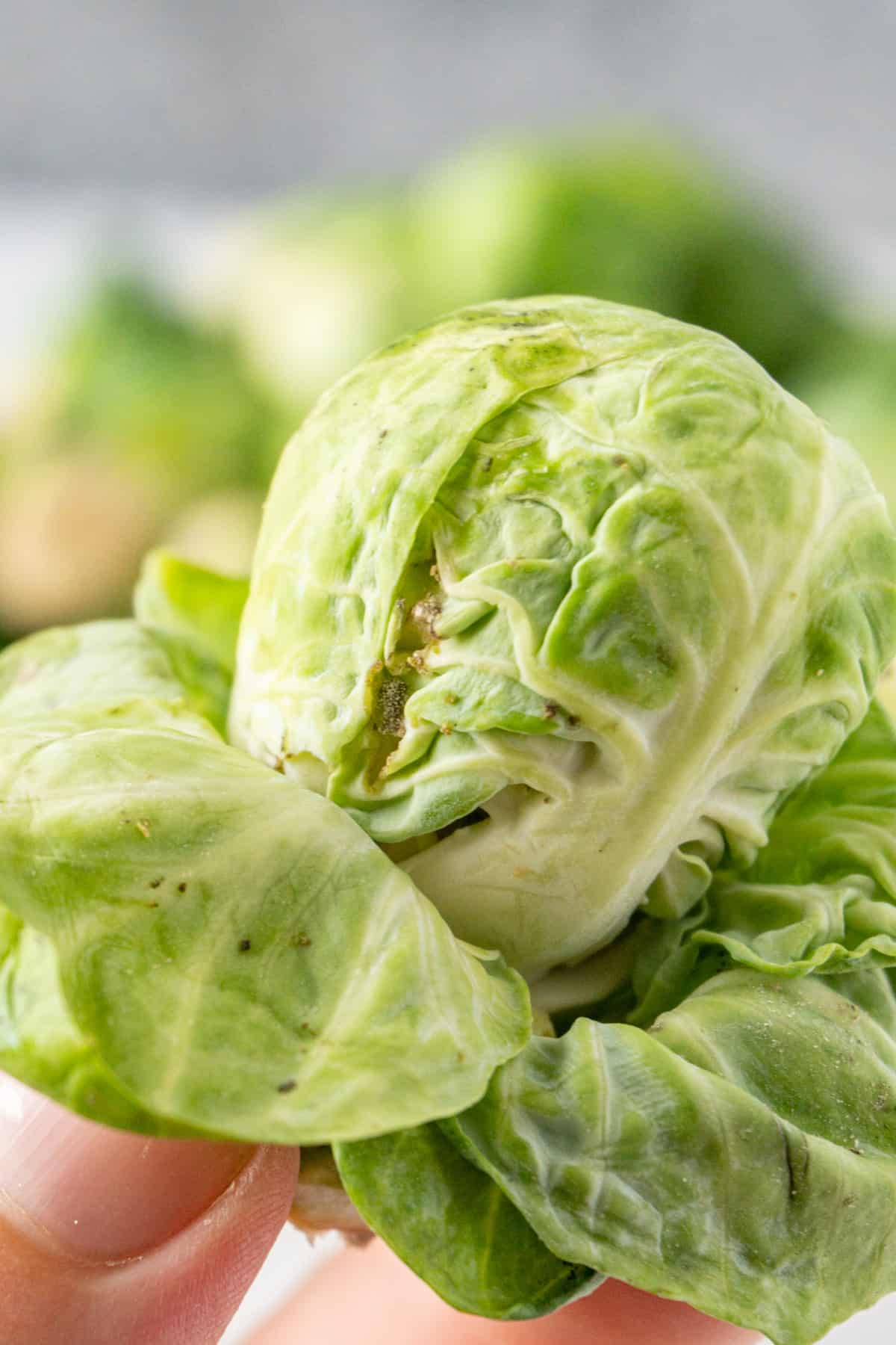 How to tell if Brussel Sprouts are bad? Example Pics & All the Tips!