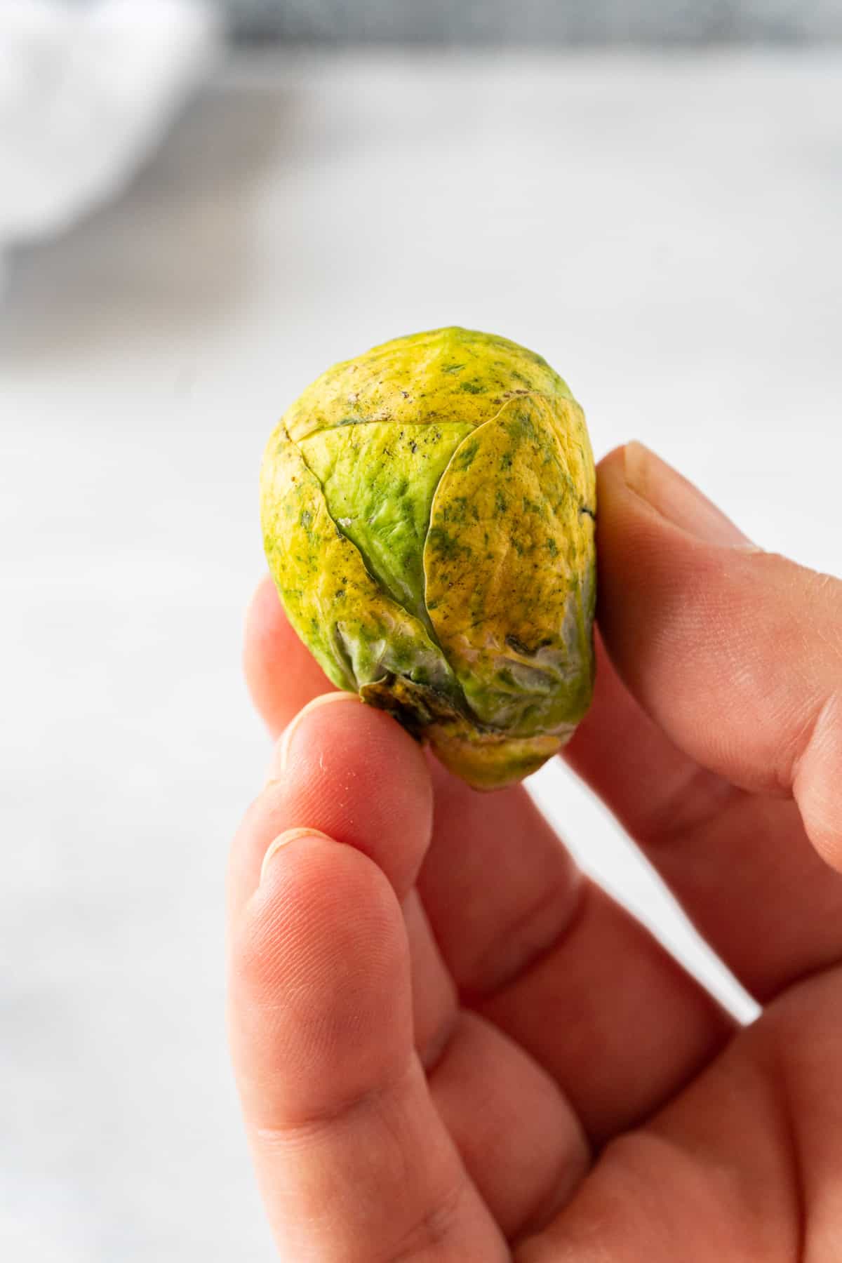 really yellow old brussel sprout