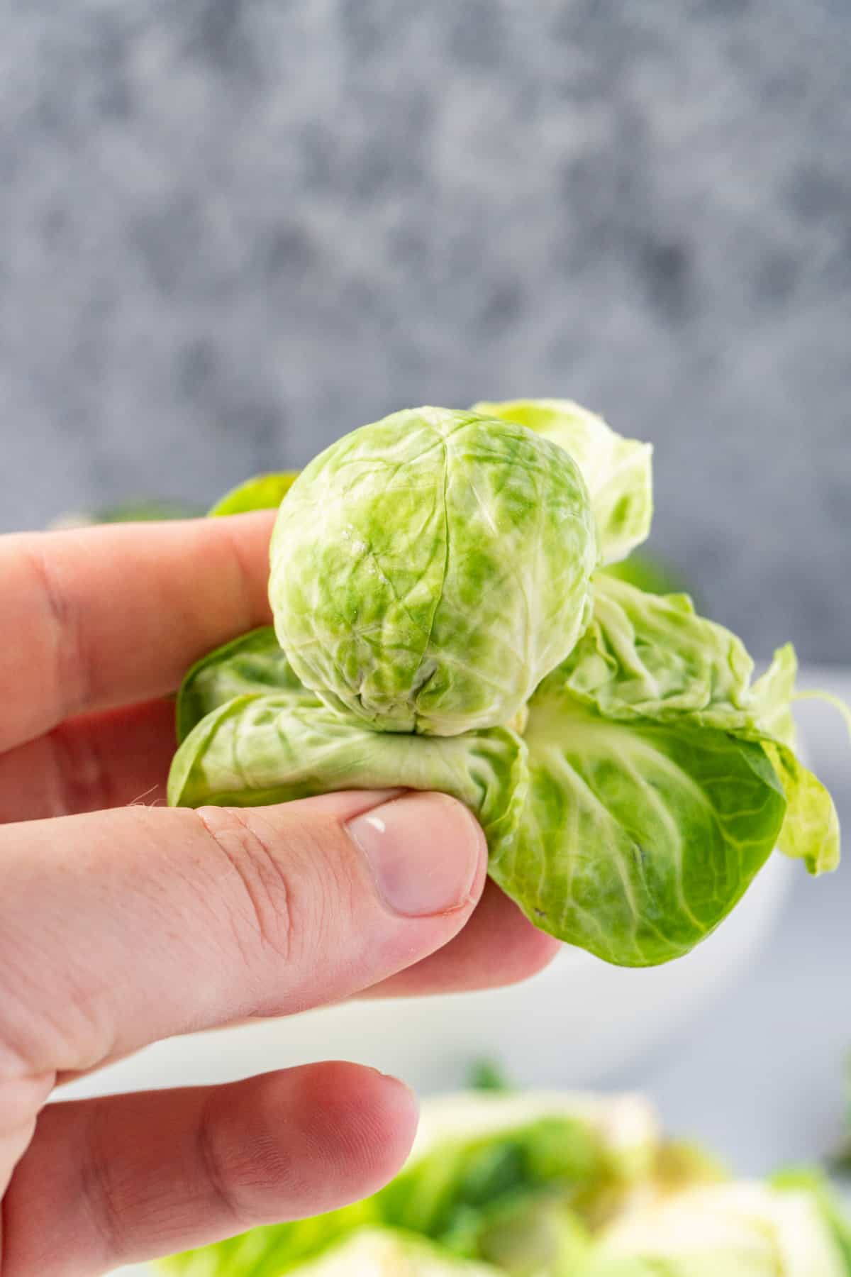 good sprout with leaves pulled back