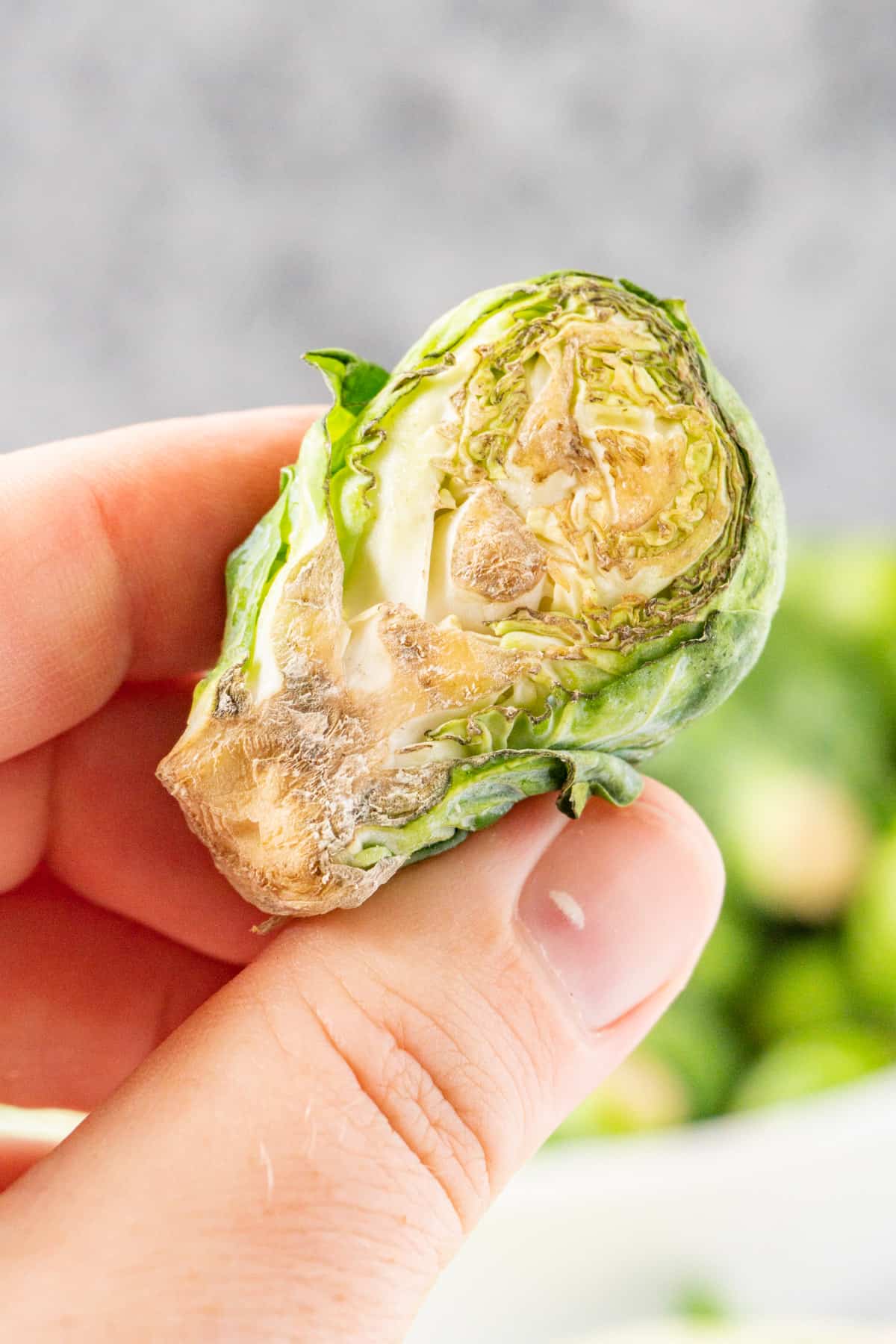 moldy half of brussel sprout