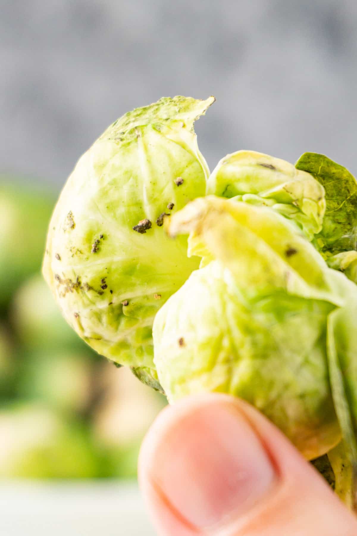 evidenced of worm poop and dirt inside leaves of brussel sprout