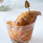 how to sprout a sweet potato featured image