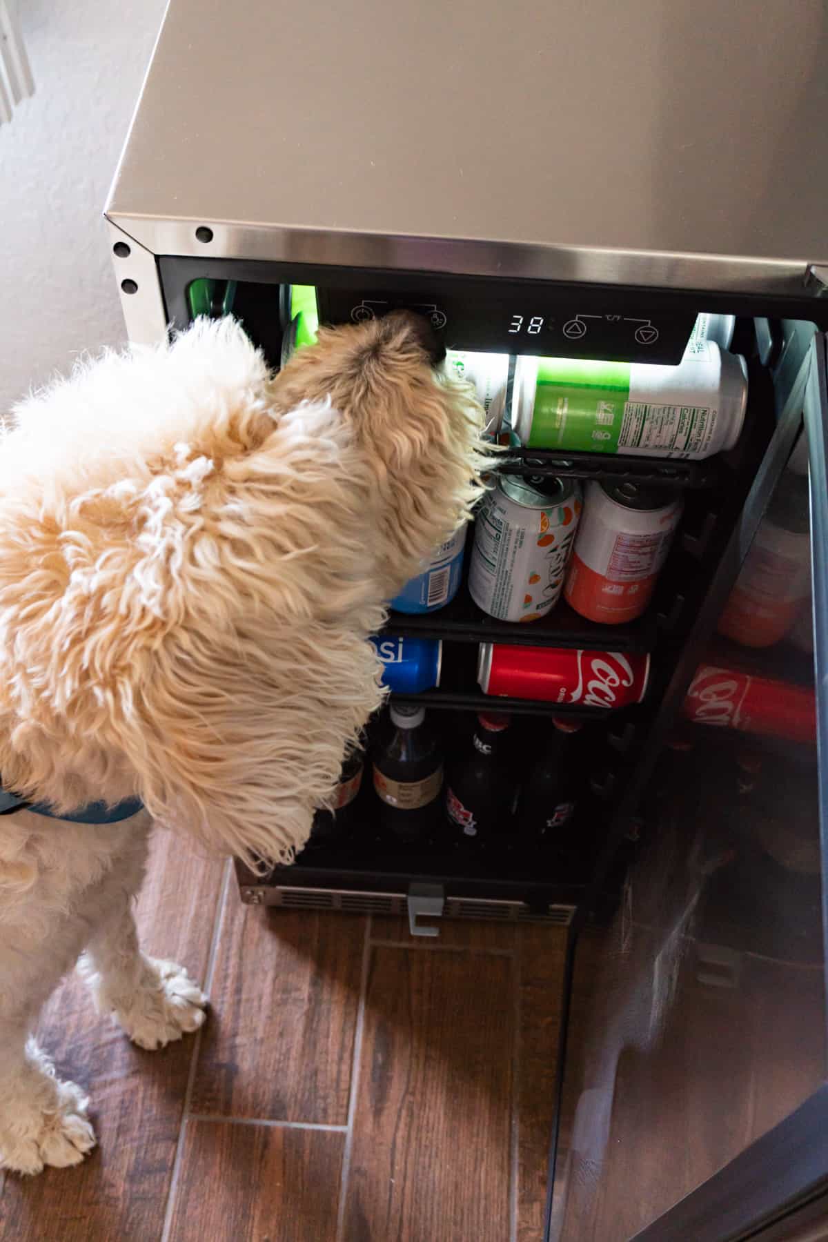 dog sniffing beverage fridge
